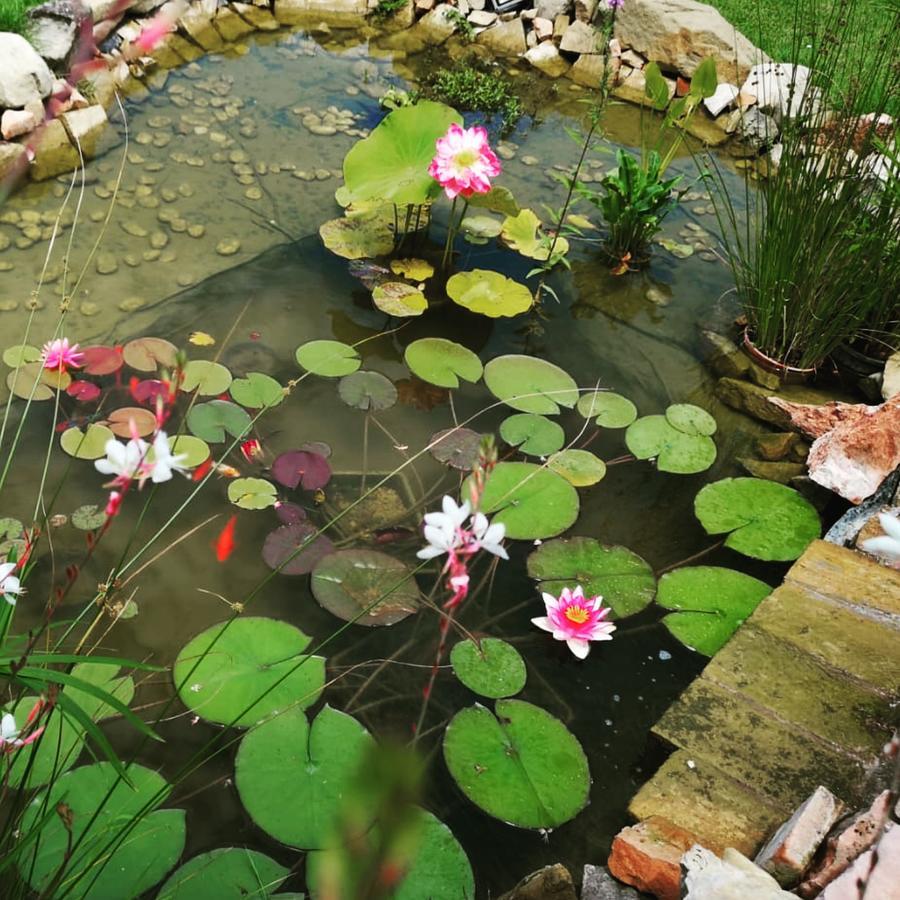 بيتونا River Melody المظهر الخارجي الصورة